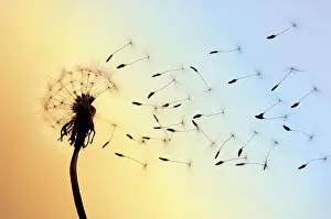Rebirth Prints: Dandelion seeds blown away by wind