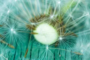 Bald Prints: dandelion seeds. Symbol of baldness. Problems with hair