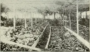 Bookyear1903 Prints: Dandelions, hawkweeds, ginseng