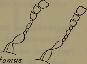 Arthropods Prints: This Danish text provides an illustrated guide to the fauna of Denmark