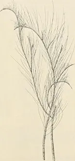 Branching Prints: Dansk botanisk arkiv. Plants; Plants -- Denmark
