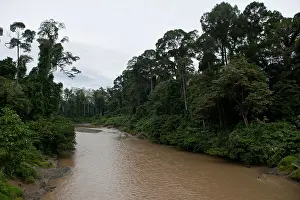 Malaysia Prints: Danum Valley Conservation Area in Sabah, Borneo, Malaysia