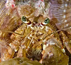 Coastal Photography Prints: Dardanus tinctor - anemone carrier
