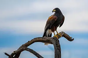 Sonora Desert Prints: A dark brown Harris Hawk in Tucson, Arizona