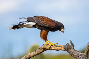 Sonora Desert Prints: A dark brown Harris Hawk in Tucson, Arizona