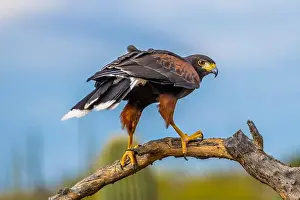 Sonora Desert Prints: A dark brown Harris Hawk in Tucson, Arizona