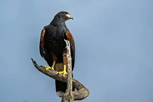 Tucson Prints: A dark brown Harris Hawk in Tucson, Arizona