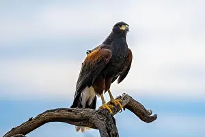 Tucson Prints: A dark brown Harris Hawk in Tucson, Arizona
