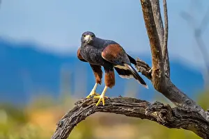 Tucson Prints: A dark brown Harris Hawk in Tucson, Arizona