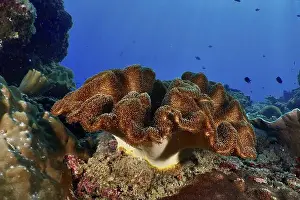 Bays Prints: Dark brown mushroom leather coral (Sarcophyton glaucum) with roundish shape in a blue underwater environment