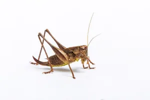 Monmouthshire Prints: Dark Bush Cricket, Pholidoptera griseoaptera, female, Whitelye, Monmouthshire, Wales, UK
