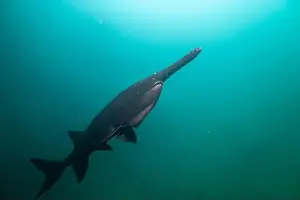 Dark colored paddlefish in a lake