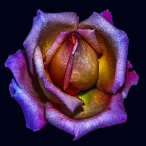 Dark colorful fine art still life bright floral macro flower image of a single isolated pink yellow violet orange rose