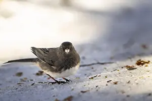Animal In The Wild Prints: Dark-eyed-junco feeding on the ground near a bird feeder in a park during winter