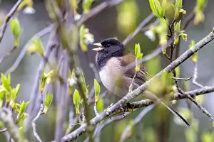 Pink Bill Prints: Dark-eyed Junco (Junco hyemalis) [oreganus] singing - Beacon Hill Park - Victoria