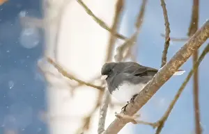 Round Head Prints: Dark-eyed junco perched on a tree branch on a snowy spring day in a backyard in Taylors Falls