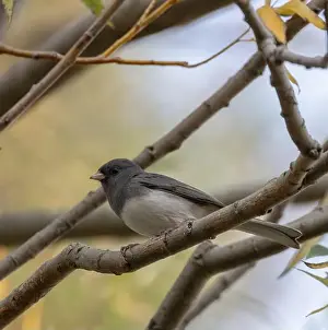 Junco Hyemalis Prints: Dark-eyed Junco in a woodland in autumn in Ontario Canada