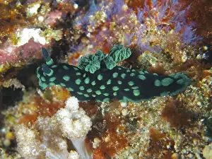 Snails Prints: Dark green neon star snail (Nembrotha cristata) with green dots in the coral reef