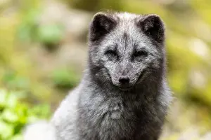 Canoidea Prints: A dark grey fox sits attentively in nature with green foliage in the background
