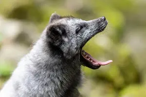 Yawn Prints: A dark grey fox yawns, surrounded by nature and moss-covered stones