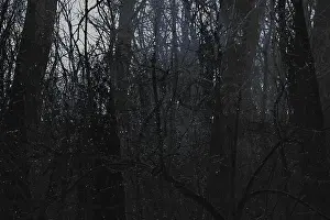 Sorrow Prints: Dark horror forest, abstract photography