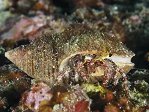 Underwater Scene Prints: A dark-knee hermit crab (Dardanus lagopodes) hiding on the seabed