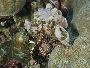 Anthozoa Prints: Dark-kneed hermit crab (Dardanus lagopodes)