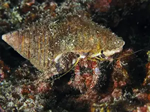 Conchifera Prints: Dark-kneed hermit crab (Dardanus lagopodes) in an algae-covered snail shell