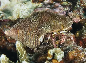 Unkempt Prints: Dark-kneed hermit crab (Dardanus lagopodes) in an algae-covered snail shell between corals