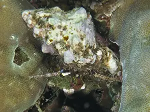 Dive Site Prints: Dark-kneed hermit crab (Dardanus lagopodes) among corals