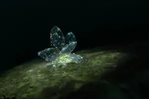 Mollusks Prints: Dark-Net Butterfly Slug Cyerce sp