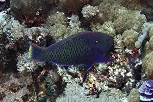 Swims Prints: Dark parrotfish (Scarus niger) swimming through a rich coral reef