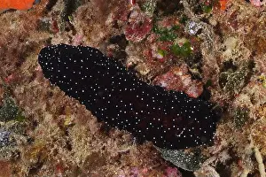 Echinoderm Prints: A dark spotted sea cucumber, white-tipped sea cucumber (Holothuria polii)