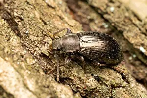 Beetle Prints: darkling beetle - Stenomax aeneus