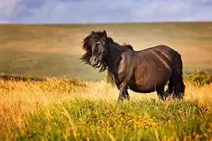 Moors Prints: Dartmoor pony
