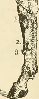 Bookdecade1880 Prints: Das pferd und seine krankheiten