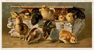 Dash for liberty, Chickens. Louis Prang & Company Collection