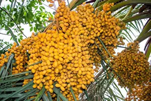 Oasis Prints: Date fruits bunch on a tree in the Arabian desert oasis