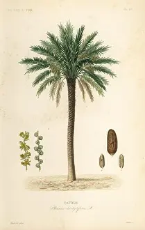 Botanical Illustration Prints: Date palm tree, Phoenix dactylifera