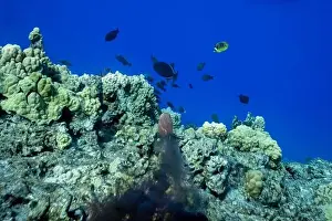 Sucker Prints: Day octopus, Octopus cyanea, squirting ink to escape predator. Hawaii