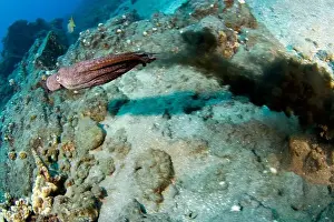 Day octopus, Octopus cyanea, squirting ink to escape a predator, Hawaii