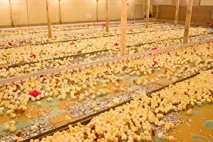 Shed Prints: Day old chicks in chicken shed with water drinkers that include vacines to protect against diseases