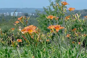 Pistil Prints: Daylily, bunch of Daylillies - Orange (Hemerocallis)
