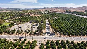 Grove Prints: Daytime aerial view of palm trees and historic citrus groves of Riverside, California, USA