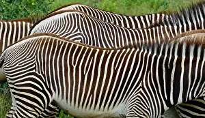 Extinction Prints: Dazzling stripes of endangered Grevy's Zebra from close-up in Buffalo Springs reserve