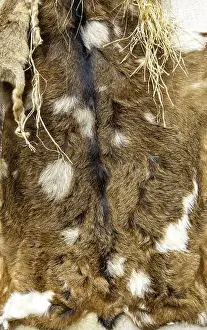 Moves Prints: Detail of dead animal skin, decoration and coat
