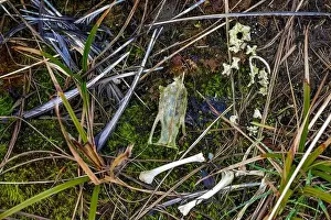 Scattered Prints: Dead bird, feathers and bones, eaten by a predator or scavenger in Ocean City State Park