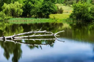 Boulders Prints: Dead birke tree in lake