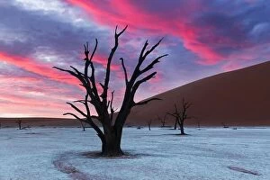 Images Dated 9th May 2021: Dead Camelthorn Trees at sunset, Deadvlei, Namib-Naukluft National Park, Namibia, Africa