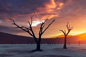 Images Dated 9th May 2021: Dead Camelthorn Trees at sunset, Deadvlei, Namib-Naukluft National Park, Namibia, Africa